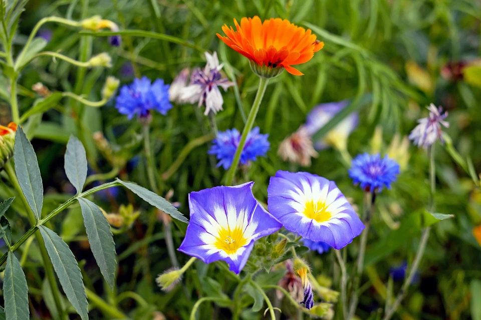 Aster Astereae beautiful flowers bloom