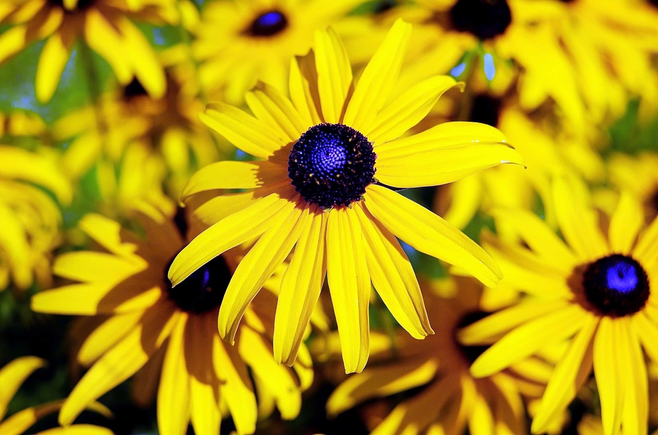Beautiful beautiful flowers bloom