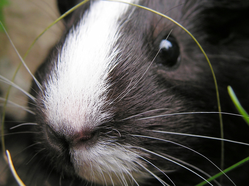 Detail nose snout
