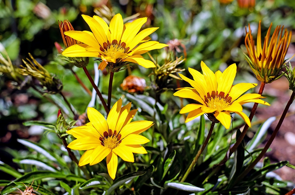 Beautiful Flowers bloom blooming