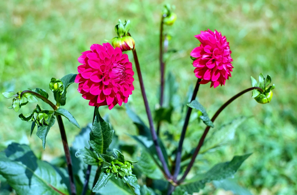 Beautiful beautiful flowers bloom