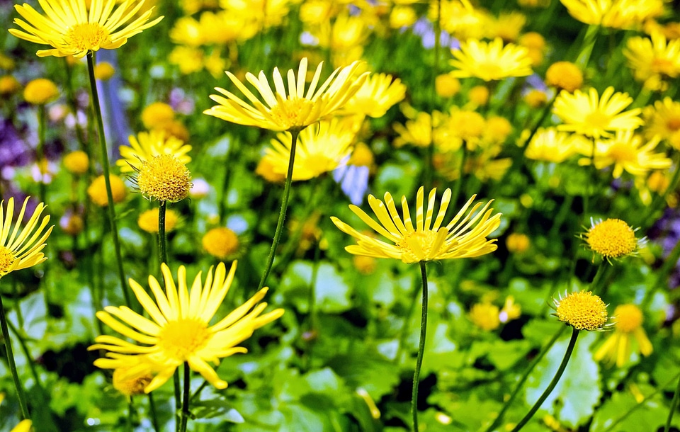 Agriculture beautiful flowers bloom