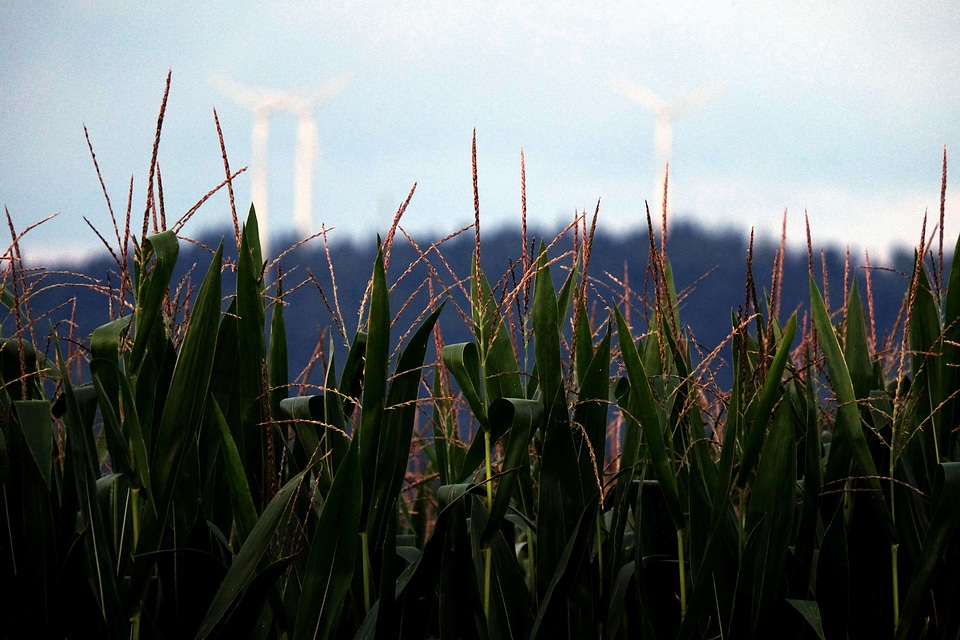 Agriculture corn countryside