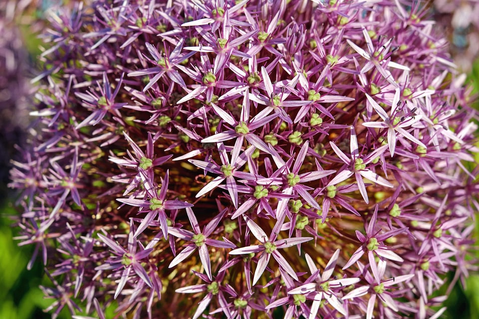 Beautiful Flowers blooming blossom
