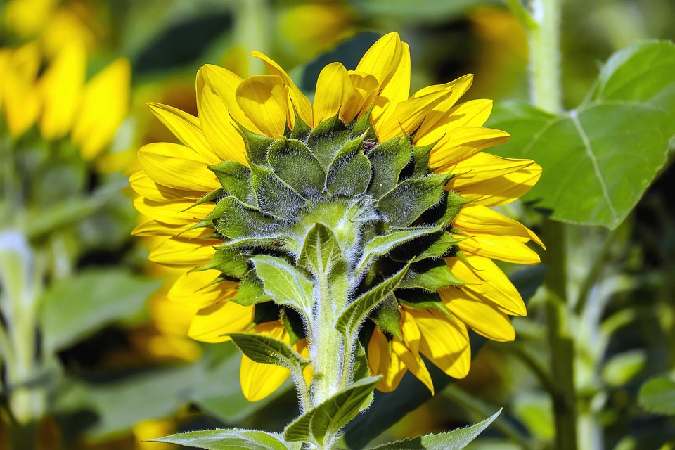 Agriculture beautiful beautiful flowers