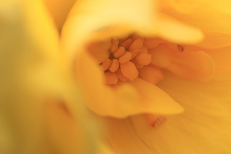 Beautiful Flowers biology bloom