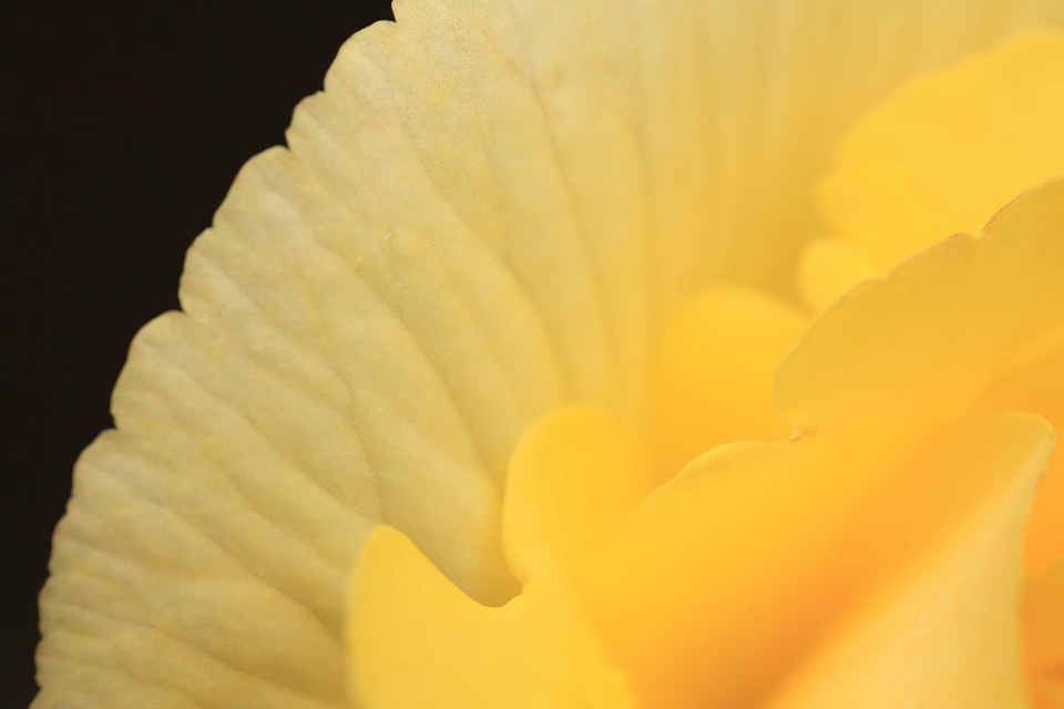 Beautiful beautiful flowers begonia