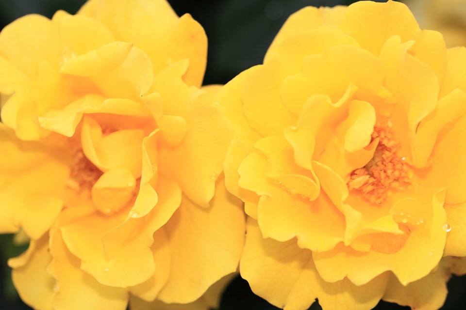 Beautiful beautiful flowers biology