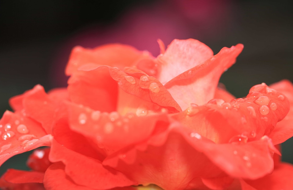 Beautiful Flowers biology bloom