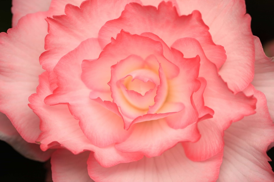 Beautiful beautiful flowers biology
