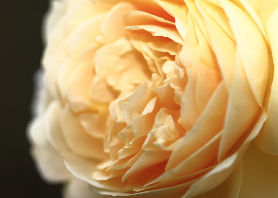 Beautiful Flowers biology bloom