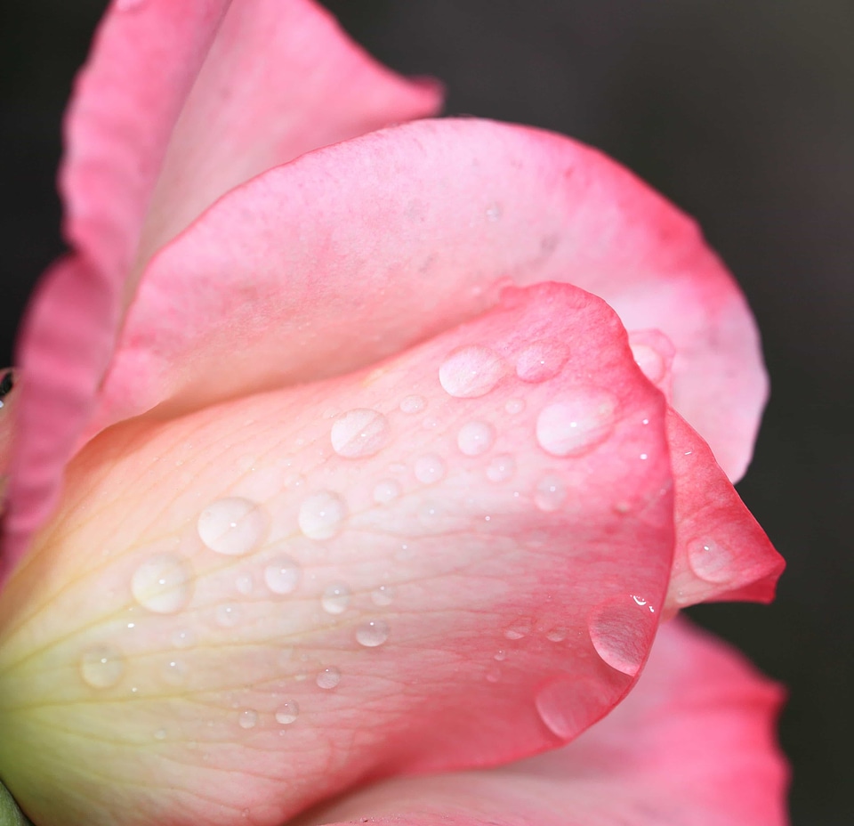 Beautiful beautiful flowers biology