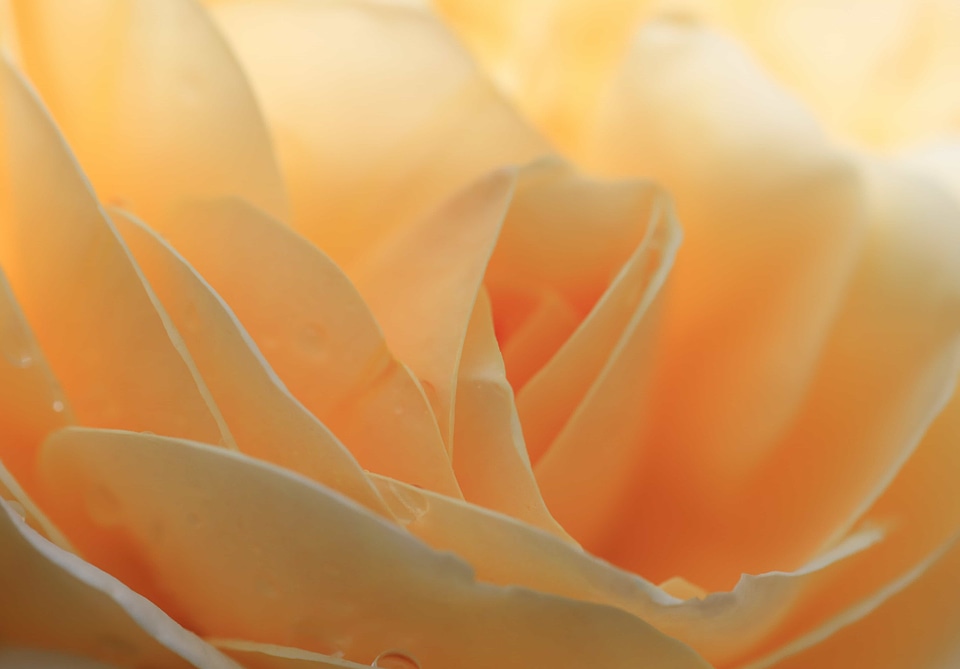 Beautiful Flowers biology bloom