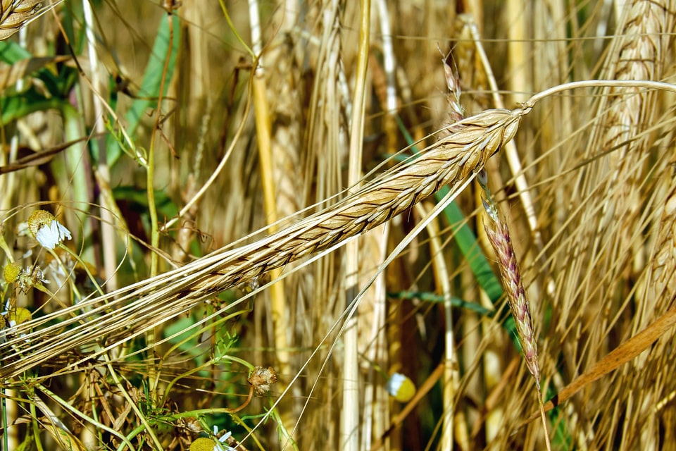 Agriculture cereal countryside