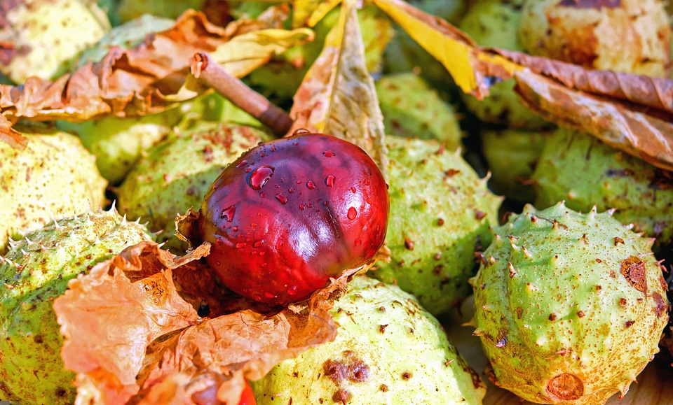 Autumn autumn season bark
