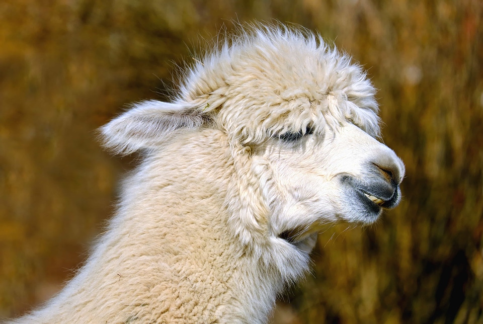 Alpaca animal beautiful photo