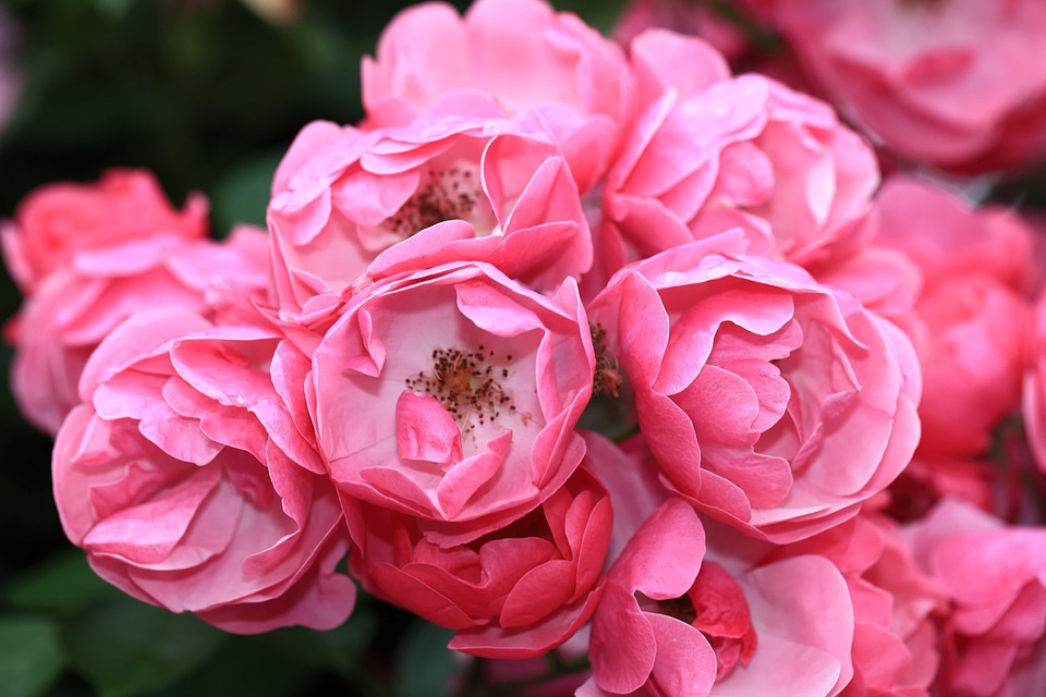 Beautiful beautiful flowers biology