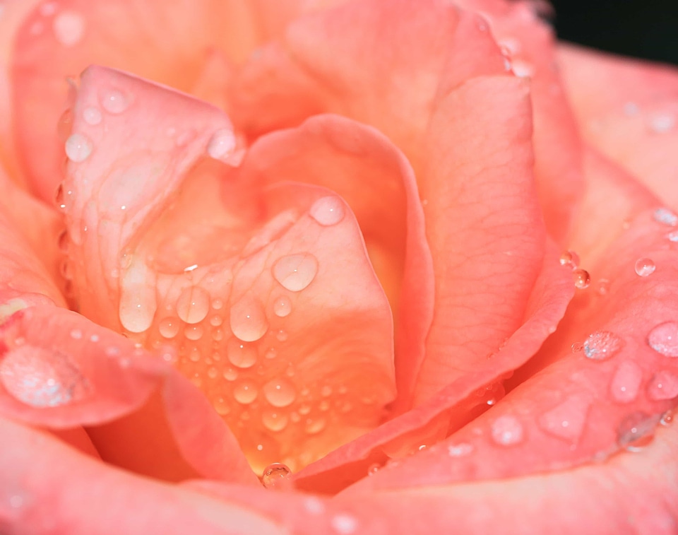 Beautiful beautiful flowers biology