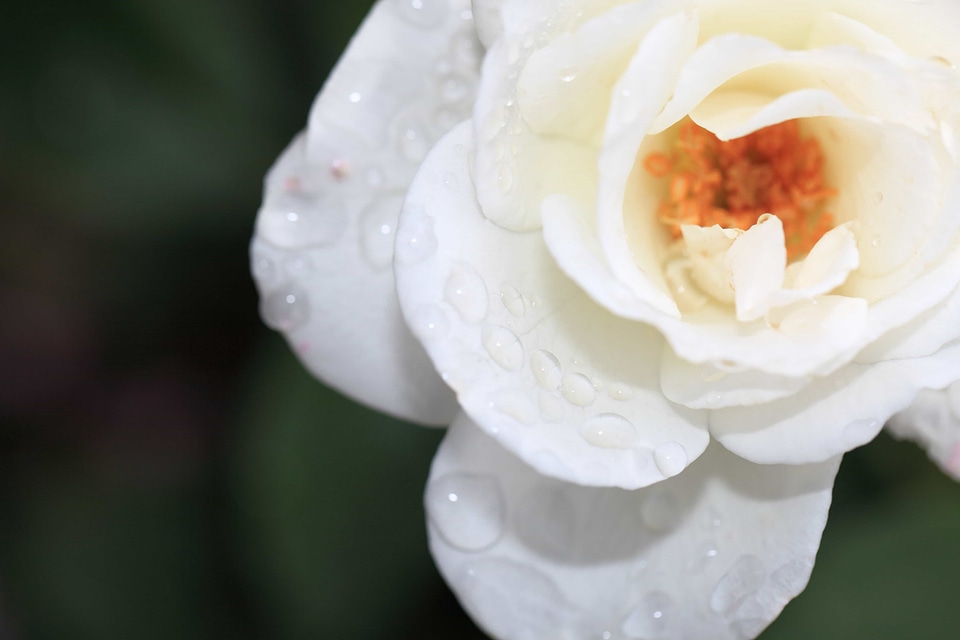 Beautiful beautiful flowers biology