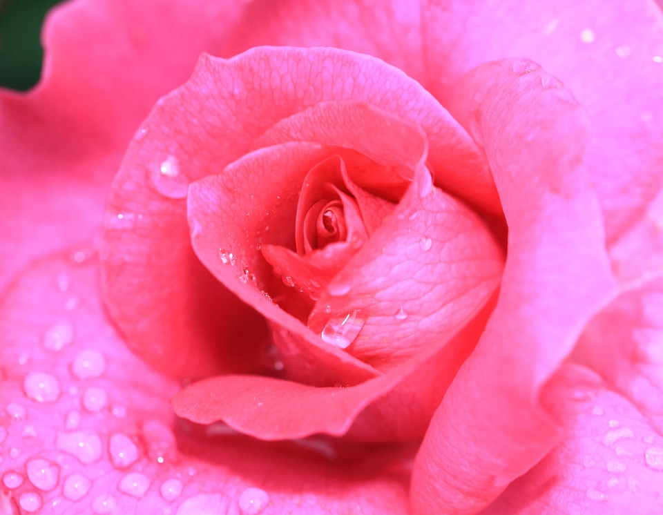 Affection beautiful flowers biology