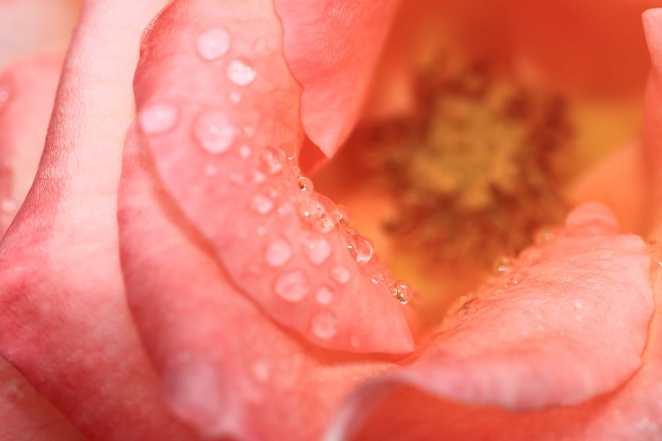 Beautiful beautiful flowers biology