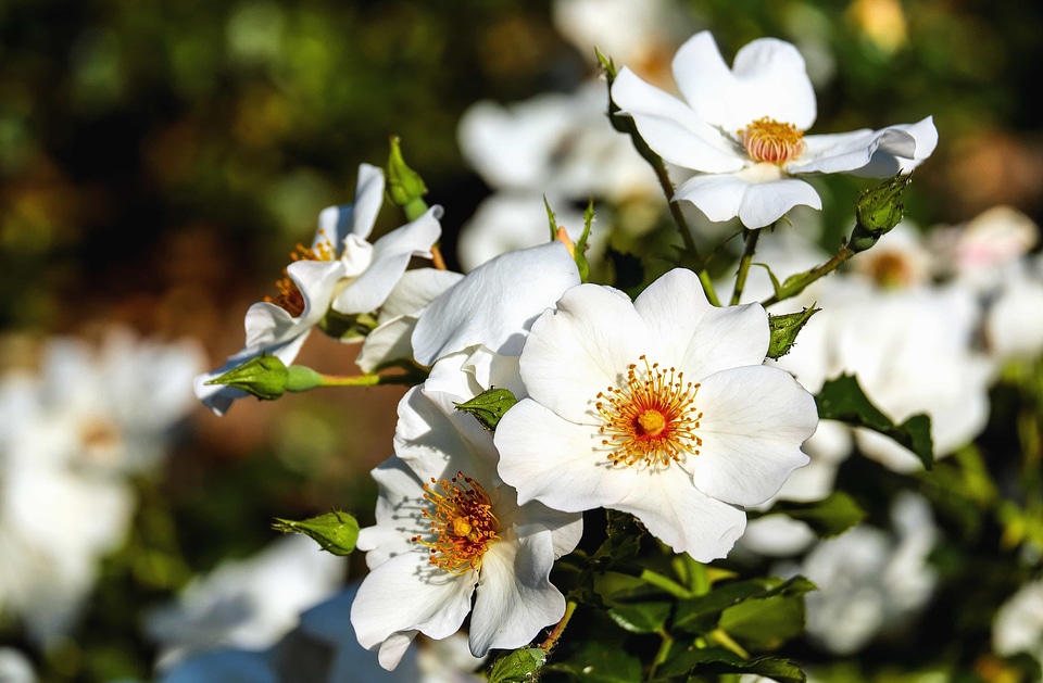 Beautiful Flowers beautiful photo bloom
