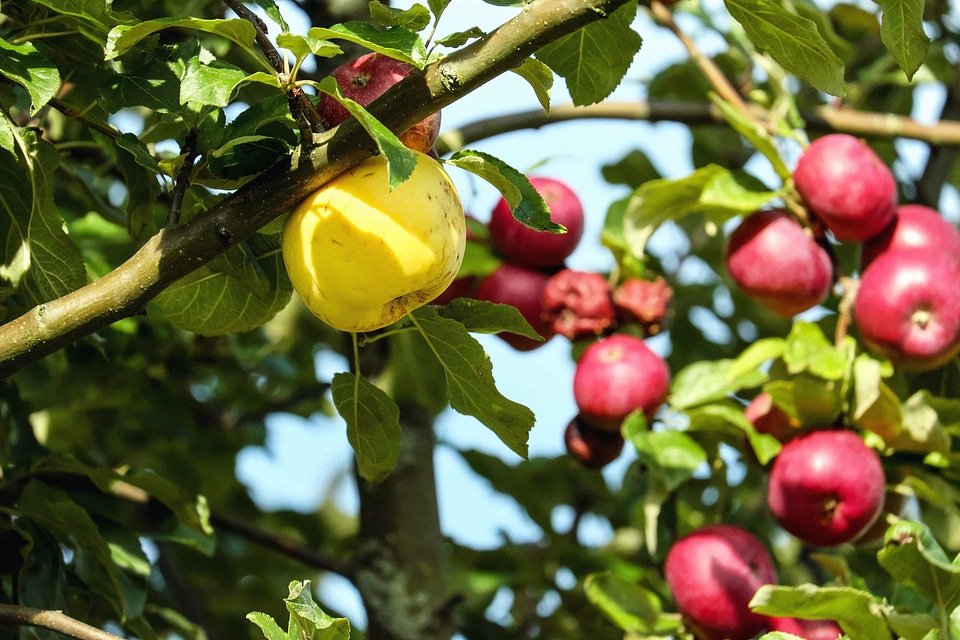 Agriculture apple berry