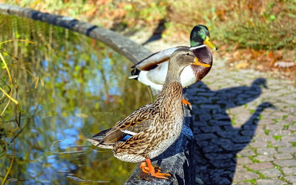 Animal aquatic bird avian photo