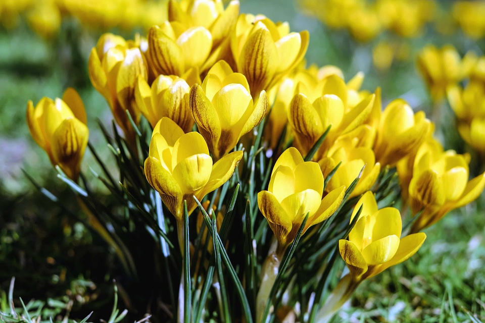 Beautiful Flowers bloom blooming