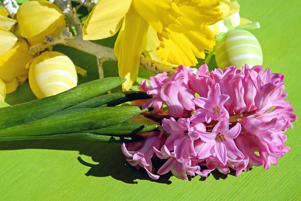 Beautiful beautiful flowers bloom