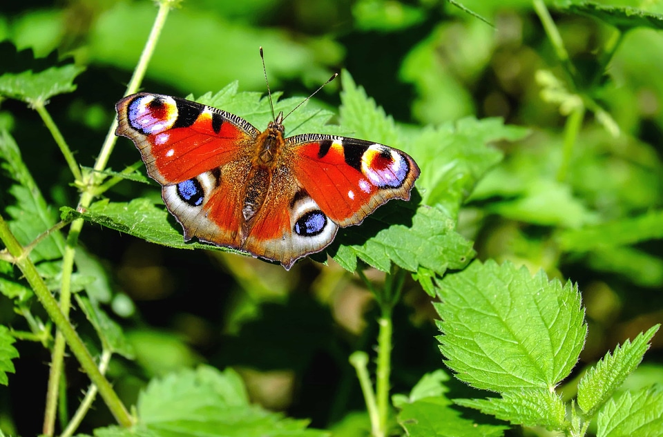 Animal arthropod biology