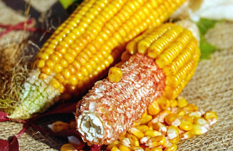 Agriculture beautiful photo cereal