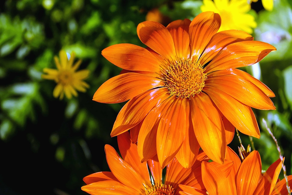 Beautiful Flowers beautiful photo bloom