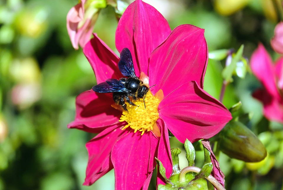 Animal arthropod beautiful flowers