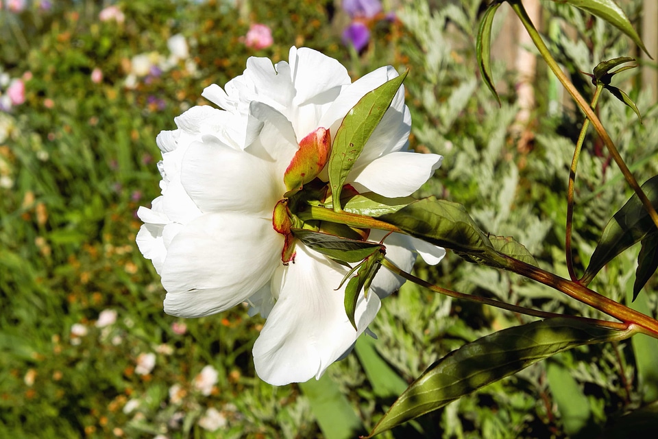 Beautiful beautiful flowers bloom