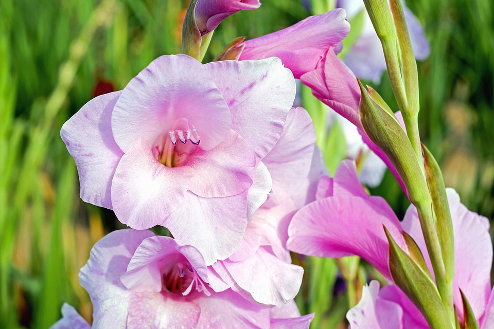 Beautiful beautiful flowers beautiful photo