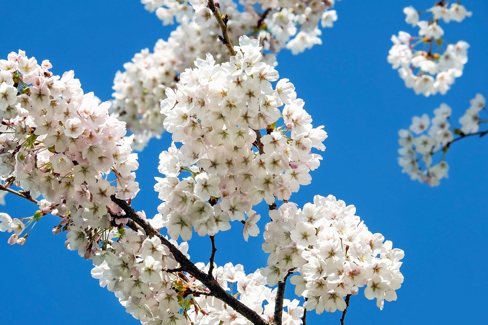 Beautiful Flowers bloom blooming