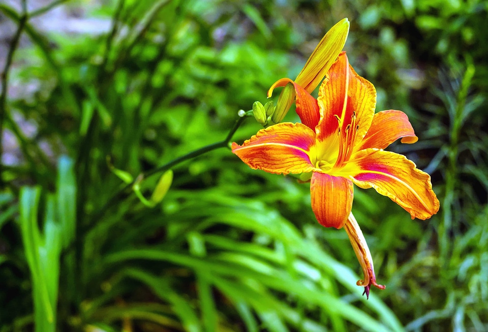 Beautiful beautiful flowers beautiful photo