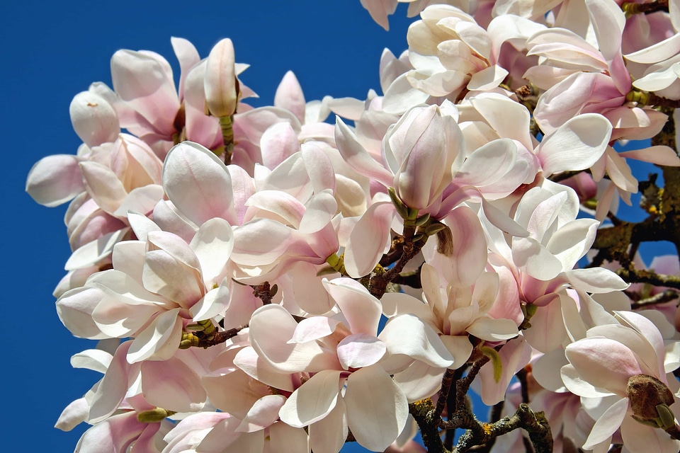 Beautiful beautiful flowers bloom