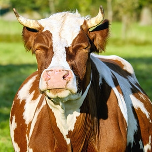 Animal beef bovine photo