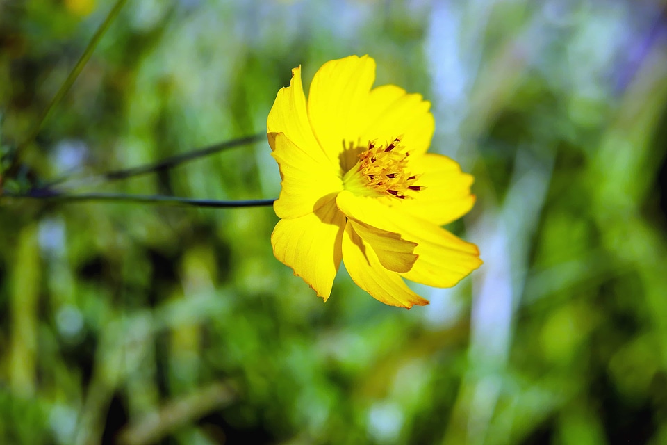 Beautiful Flowers bloom blooming