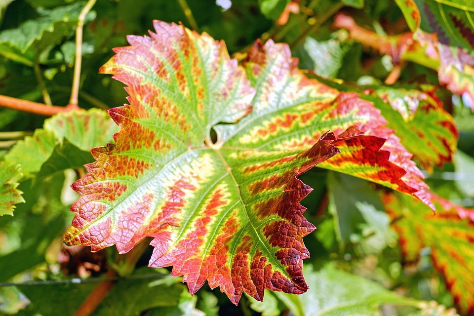 Autumn autumn season environment
