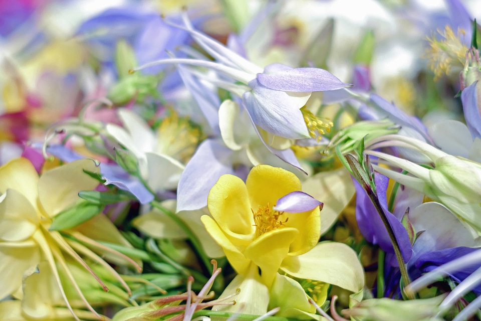 Beautiful beautiful flowers bloom