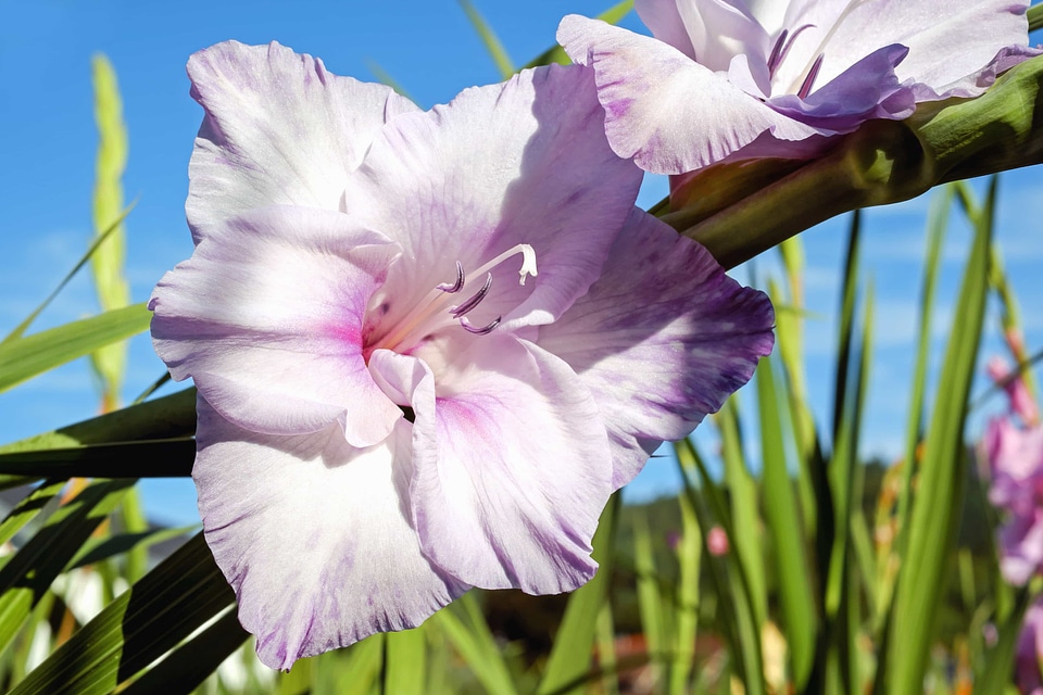 Beautiful beautiful flowers beautiful photo