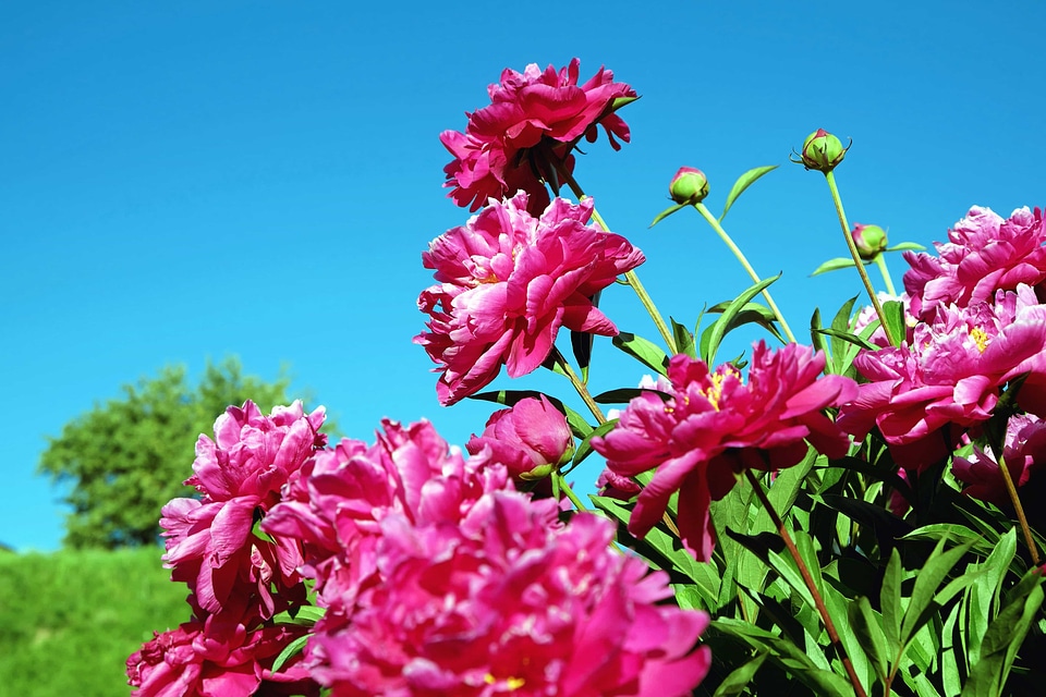 Beautiful beautiful flowers bloom