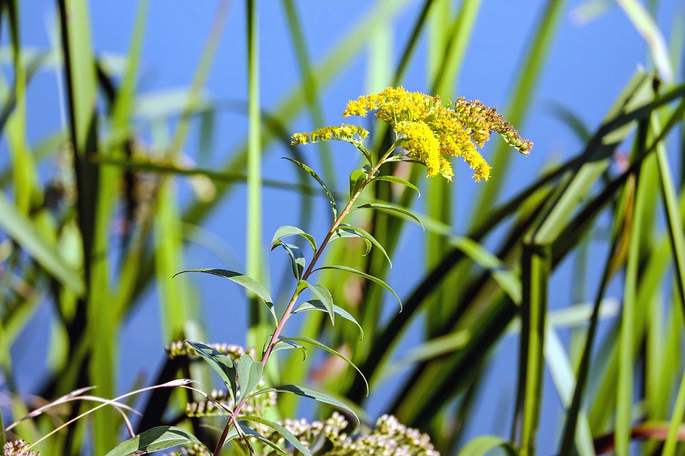 Agriculture beautiful flowers blooming