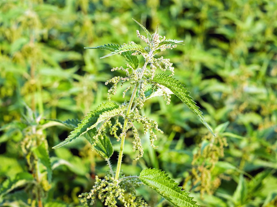 Agriculture field flora