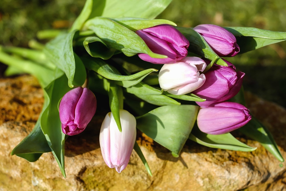 Beautiful beautiful flowers beautiful photo