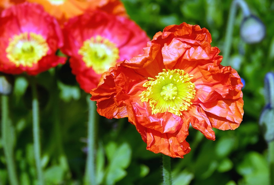 Beautiful Flowers beautiful photo blooming
