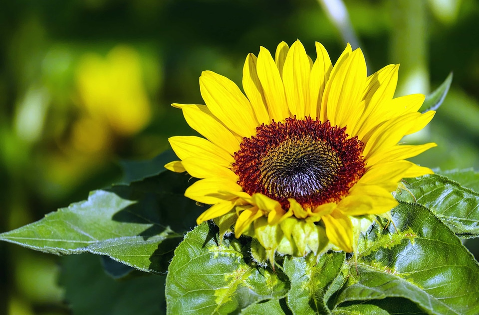 Agriculture beautiful flowers beautiful photo